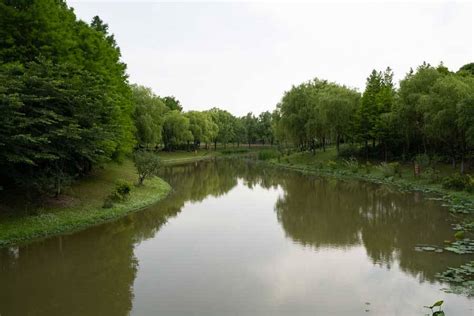 顧村公園有什麼好玩，不妨試著想像自己是一位古代文人，在此地尋找詩意與韻律的靈感？